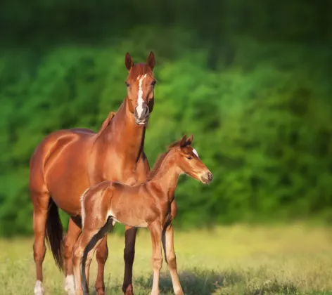 Mare and foal in rural nature setting